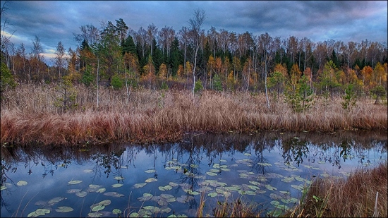 Осенний пейзаж на болоте